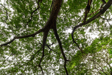 Green Leaf Tree Branches in a Park