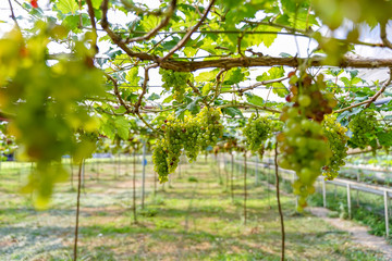 Fototapeta na wymiar grape farm in the north of Thailand