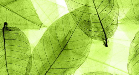 Plakat leaf on green background
