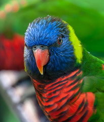 Lorikeet Head Shot