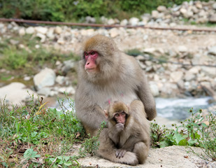 Japan Nagano Snow monkey park