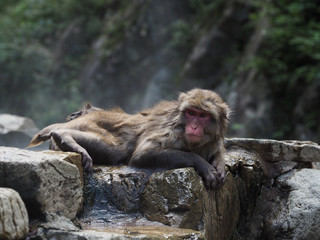 Japan Nagano Snow monkey park