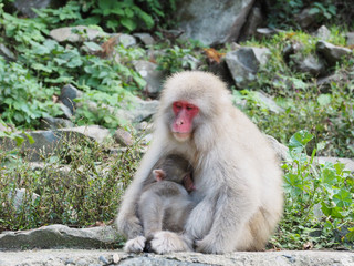 Japan Nagano Snow monkey park