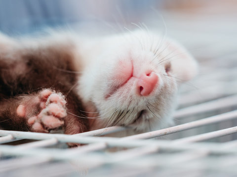 lovely ferret pet