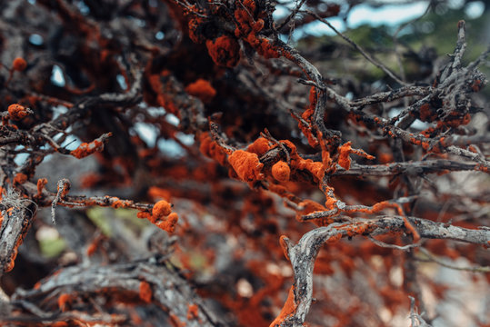 Orange algae growth on tree branches