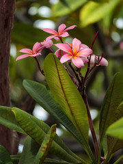 Obraz premium Red Plumeria 2