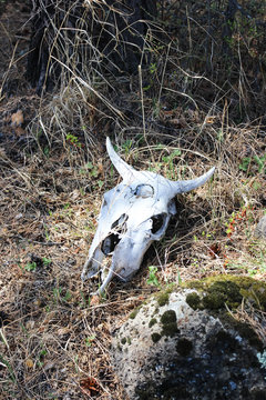 Skull of an animal