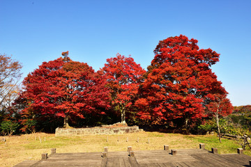 岡城のモミジ