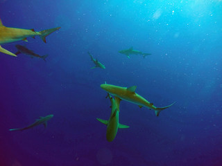 Galapagos Shark Northshore Oahu Hawaii