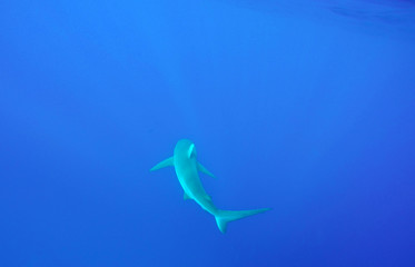 Galapagos Shark Northshore Oahu Hawaii
