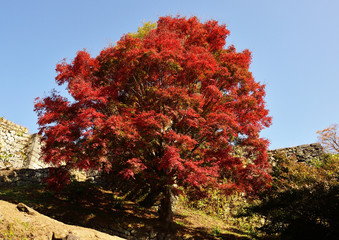 岡城のモミジ