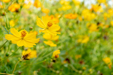 Fototapeta premium Mexican aster yellow in the morning,Cosmos flower,Asain flower.