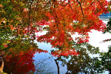 中津市大貞の紅葉
