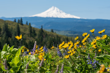 Purple lupine and yellow balsamroot sit below Mt. Hood