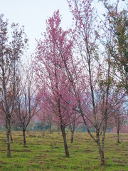 Obraz na płótnie Canvas Phulomlo cherry blossom, Petchabun Province