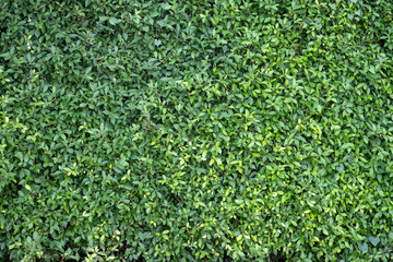 green leaf colorful texture for background.