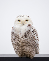Snowy Owl in Ontario