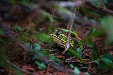Leopard Frog at Bruce Peninsula National Park
