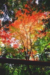 宇佐神宮の紅葉