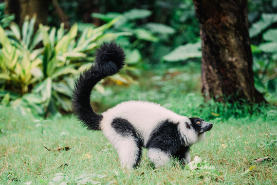 monkey