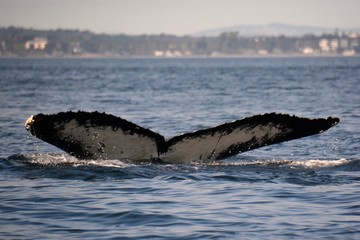 Obraz premium Humpback Whale