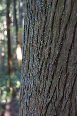 Fototapeta premium 木 幹 表面 テクスチャ
