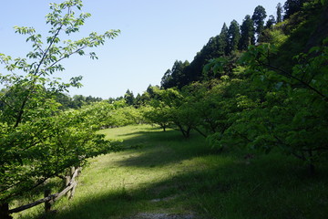 のどかな　森　木陰　風景　田舎　初夏　木々　草原