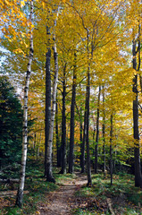 Fototapeta premium Jesienny krajobraz