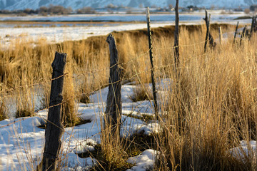 Fence in Winter