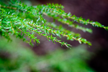 Branches