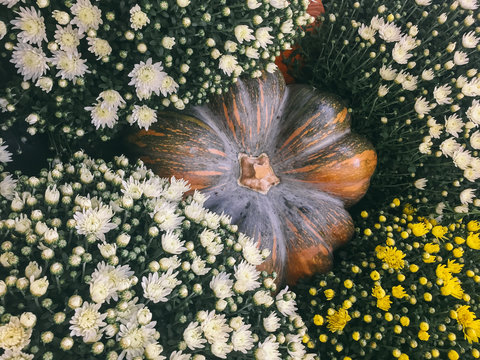 Pumpkin covered with fresh chrysanthemum
