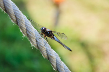 Dragonfly