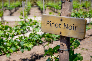PINOT NOIR Wine sign on vineyard. Vineyard landcape - obrazy, fototapety, plakaty