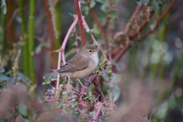 Small bird