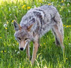 Wild coyote in Yellowstone National Park (Wyoming).