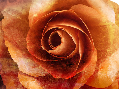 Orange rose closed up grunge abstract background texture