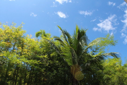tree n sky