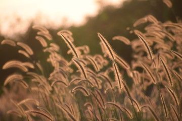 Fototapeta premium Shining bright!!!