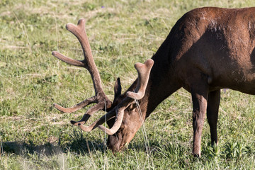 Wild elk in Yellowstone National Park (Wyoming).