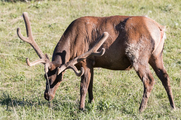 Wild elk in Yellowstone National Park (Wyoming).