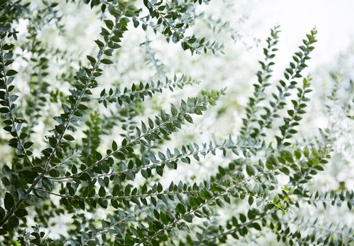 The leaves of Uruguay the background, in the plant theme park
