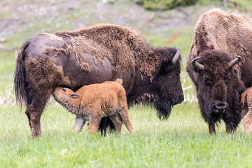 Wild bison in Yellowstone National Park (Wyoming)