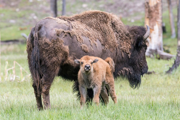Wild bison in Yellowstone National Park (Wyoming)