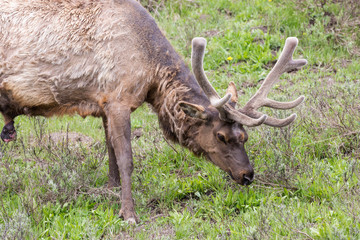 Naklejka na ściany i meble Wild elk in Yellowstone National Park (Wyoming).