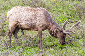 Wild elk in Yellowstone National Park (Wyoming).