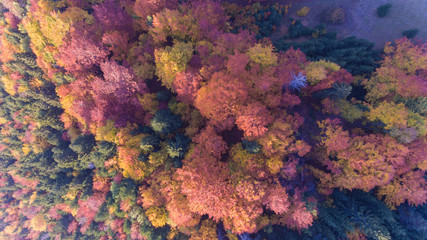 Colourful forest at fall