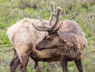Wild elk in Yellowstone National Park (Wyoming).