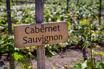 CABERNET SAUVIGNON Wine sign on vineyard. Vineyard landcape