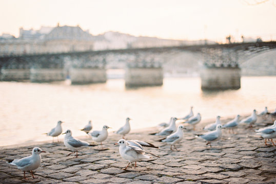 Parisian seagulls