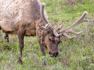 Fototapeta premium Wild elk in Yellowstone National Park (Wyoming).